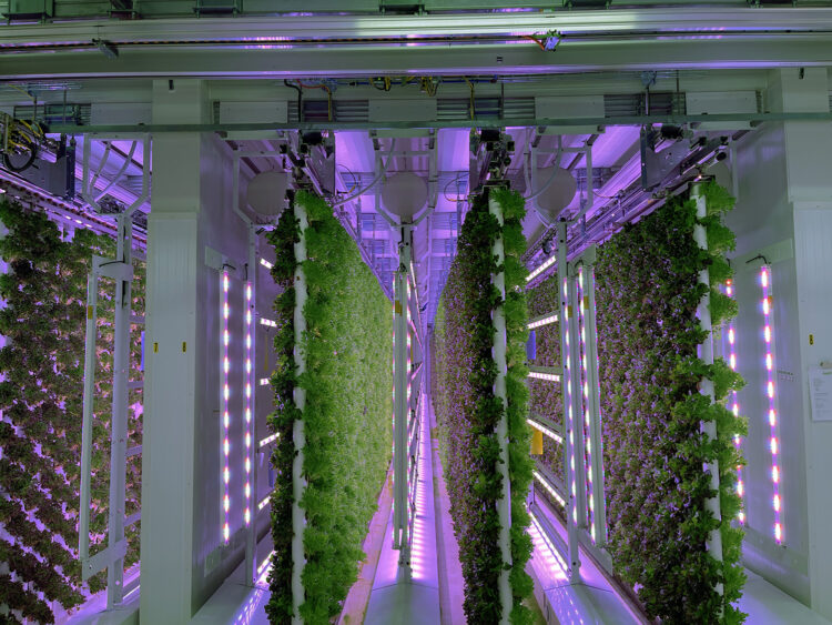 Vertikal farming conveypr system